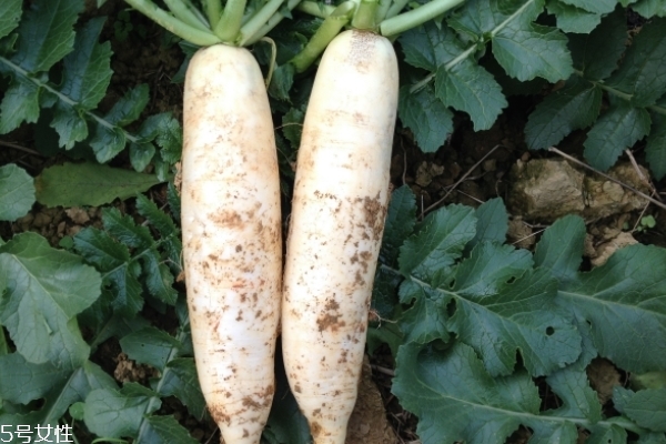 白蘿卜可以和玉米一起煲湯嗎 這樣無害 白蘿卜可以和玉米一起煲湯嗎 這樣無害