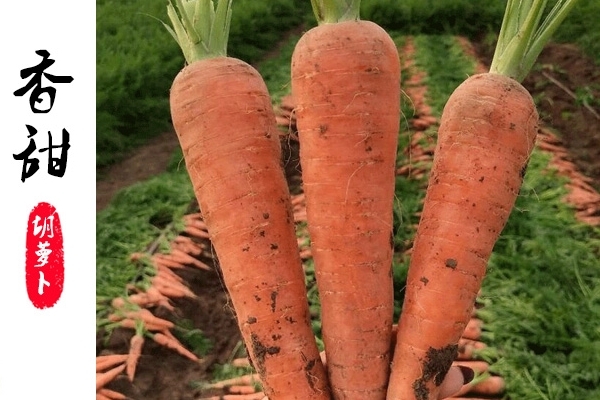 胡蘿卜為什么對眼睛好 因?yàn)檫@個(gè)成分