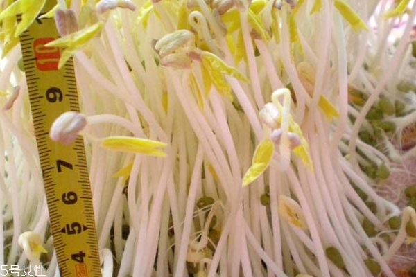 豆芽為什么要掐頭去尾 這樣做口感更好 豆芽為什么要掐頭去尾 這樣做口感更好