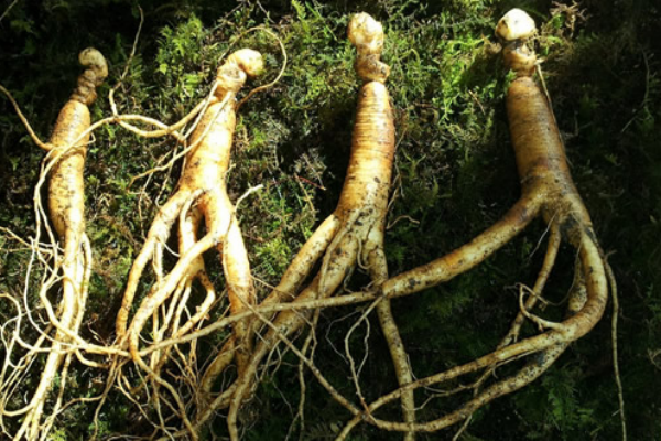 人參泡水喝都有哪些功效 人參服用方法介紹 人參泡水喝都有哪些功效 人參服用方法介紹