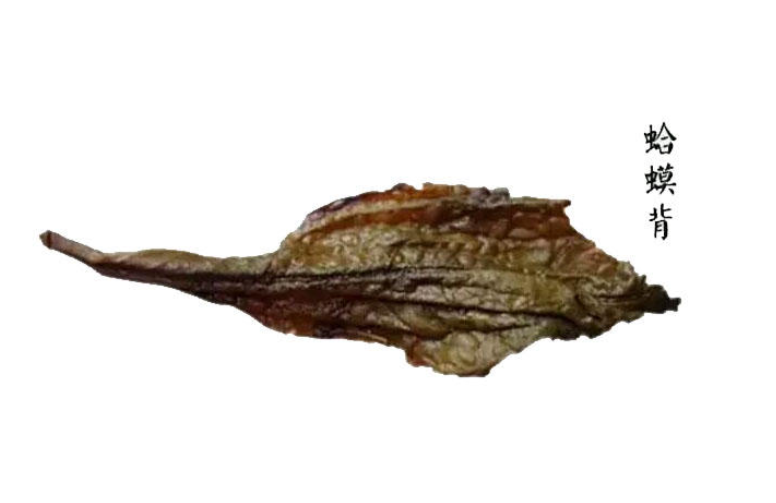 大紅袍的葉底顏色 和癩蛤蟆一個色 大紅袍的葉底顏色 和癩蛤蟆一個色