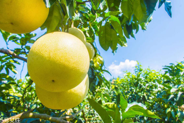 柚子品種哪個最好吃 5種常見柚子大pk 柚子品種哪個最好吃 5種常見柚子大pk