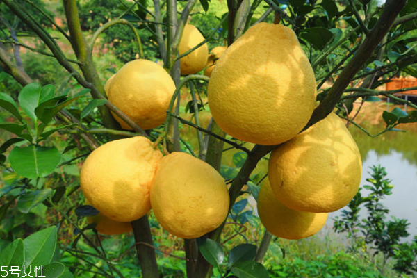 柚子品種哪個最好吃 5種常見柚子大pk 柚子品種哪個最好吃 5種常見柚子大pk