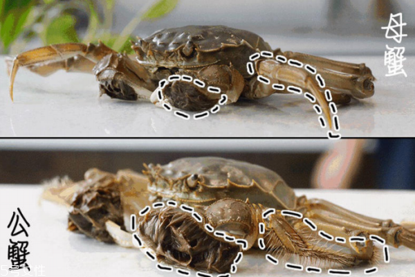 母大閘蟹腿上有毛嗎 只在前邊兩條腿上有細細的絨毛 母大閘蟹腿上有毛嗎 只在前邊兩條腿上有細細的絨毛