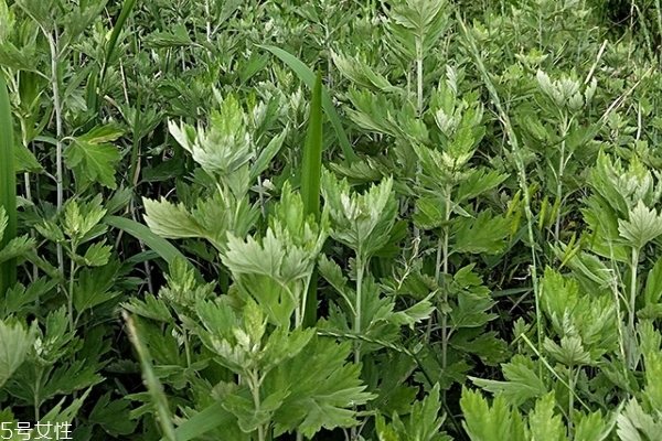 艾葉有什么藥效 功效多多 艾葉有什么藥效 功效多多