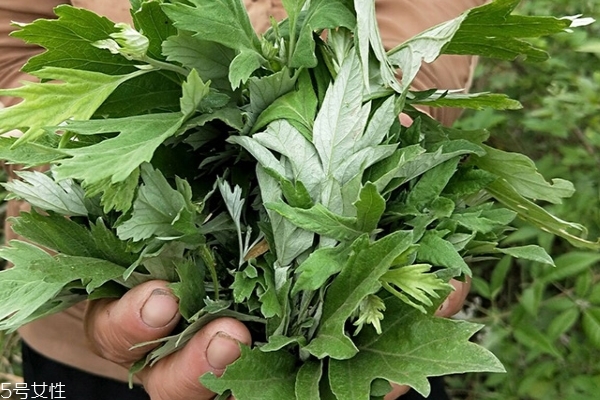艾葉有什么藥效 功效多多 艾葉有什么藥效 功效多多