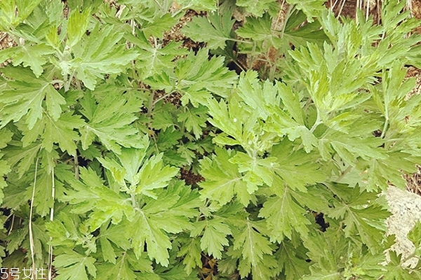 艾葉有什么藥效 功效多多 艾葉有什么藥效 功效多多