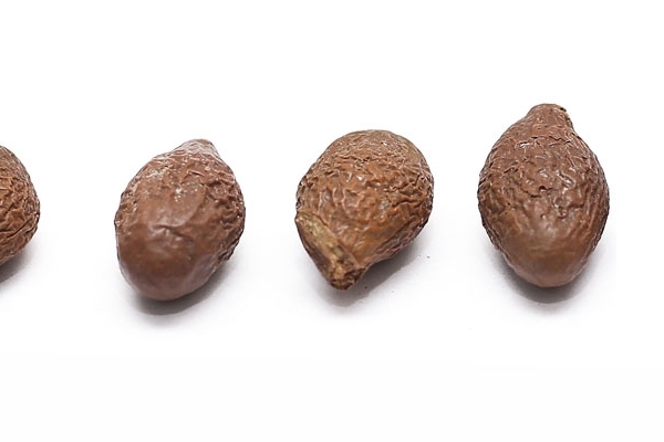 胖大海有毒嗎 有一定毒性 胖大海有毒嗎 有一定毒性