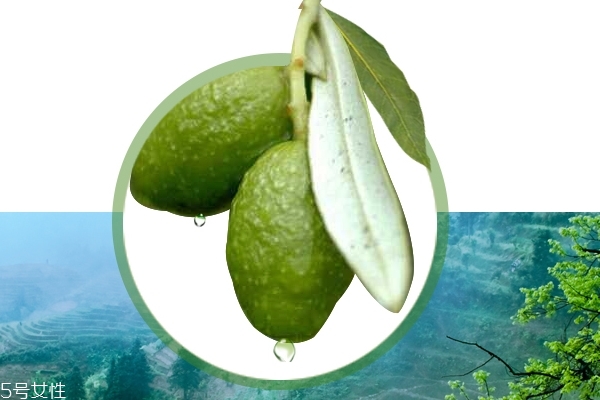 胖大海有什么副作用 副作用要重視 胖大海有什么副作用 副作用要重視