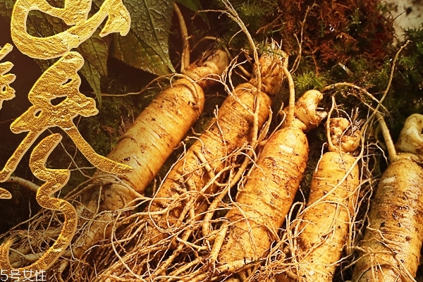 野山參的功效 好處多多 野山參的功效 好處多多