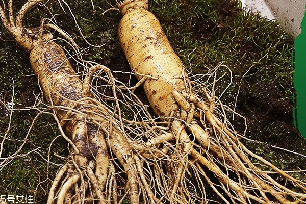 野山參怎么吃 這樣吃效果最好 野山參怎么吃 這樣吃效果最好