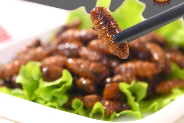 蠶蛹的功效與作用 功效多多 蠶蛹的功效與作用 功效多多