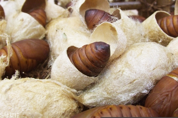 蠶蛹是什么蟲子 桑蠶的幼蟲 蠶蛹是什么蟲子 桑蠶的幼蟲