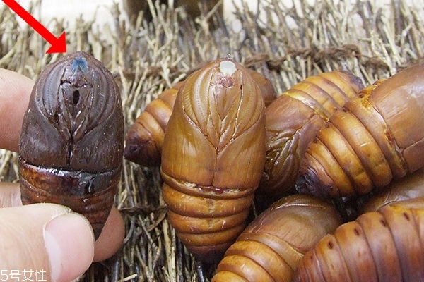 蠶蛹是什么蟲子 桑蠶的幼蟲 蠶蛹是什么蟲子 桑蠶的幼蟲