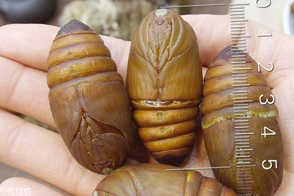 蠶蛹怎么保存 保存方法很簡單 蠶蛹怎么保存 保存方法很簡單