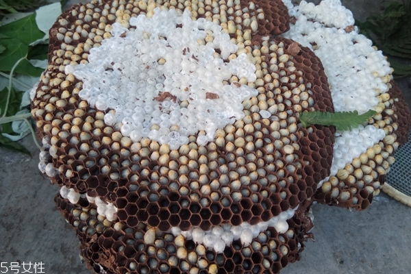 蜂蛹可以下奶嗎 沒有這個(gè)作用 蜂蛹可以下奶嗎 沒有這個(gè)作用