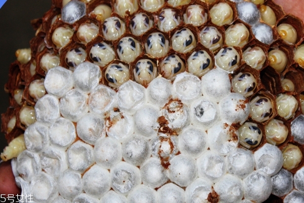 蜂蛹可以下奶嗎 沒有這個(gè)作用 蜂蛹可以下奶嗎 沒有這個(gè)作用