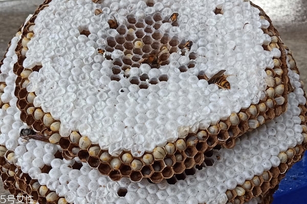 蜂蛹能和雞蛋一起吃嗎 這個(gè)搭配可以的 蜂蛹能和雞蛋一起吃嗎 這個(gè)搭配可以的