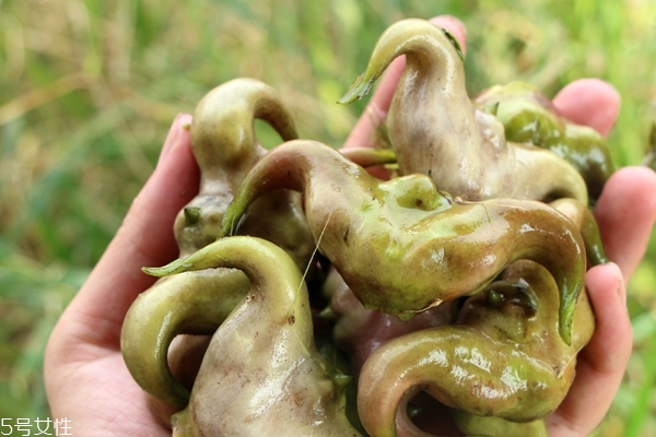 菱角怎么種 這樣種才是對的 菱角怎么種 這樣種才是對的