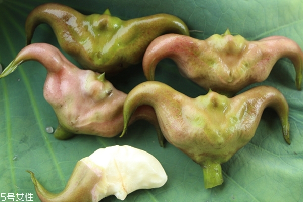 菱角怎么種 這樣種才是對的 菱角怎么種 這樣種才是對的