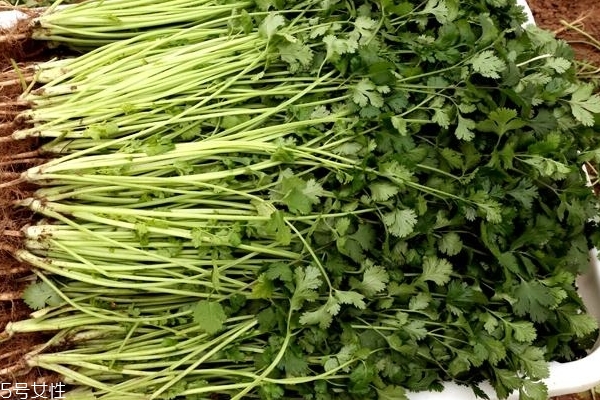 香菜泡水喝有什么好處 有兩個(gè)好處 香菜泡水喝有什么好處 有兩個(gè)好處