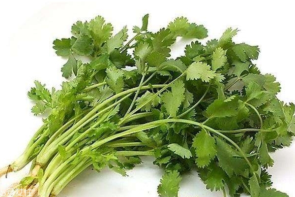 香菜泡水喝有什么好處 有兩個(gè)好處 香菜泡水喝有什么好處 有兩個(gè)好處