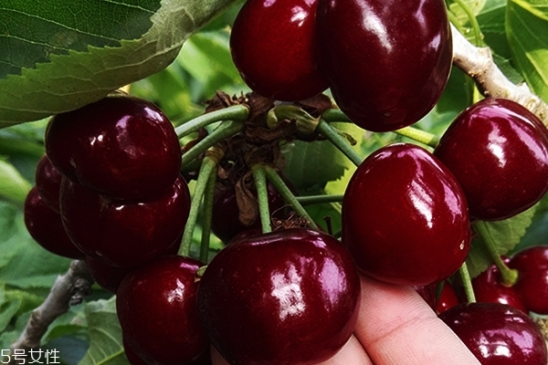 車厘子有什么品種 車厘子知識科普