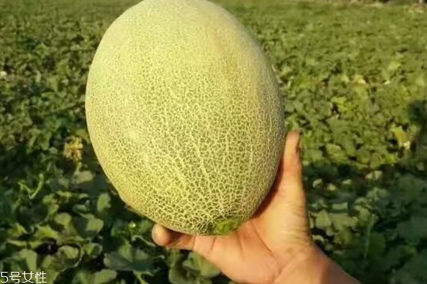 哈密瓜切開(kāi)后能放多久 別超過(guò)兩天