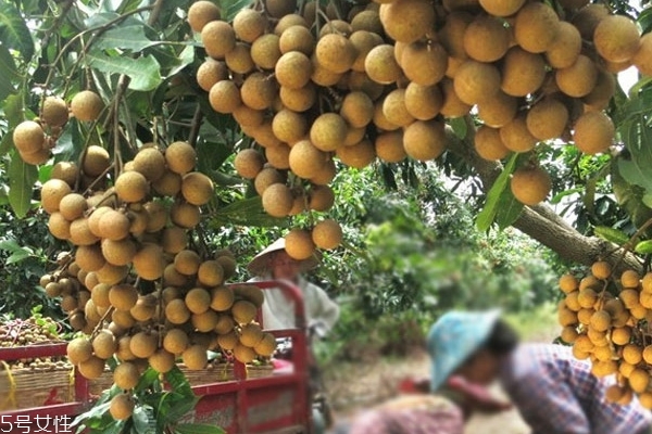 龍眼為什么四季都有 反季節(jié)龍眼 龍眼為什么四季都有 反季節(jié)龍眼