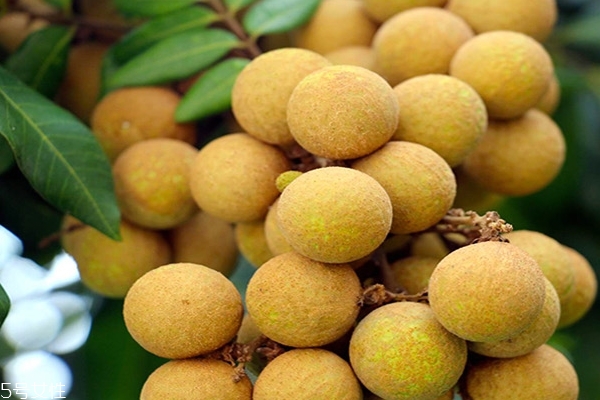 龍眼要不要用鹽水泡 可以這樣做 龍眼要不要用鹽水泡 可以這樣做