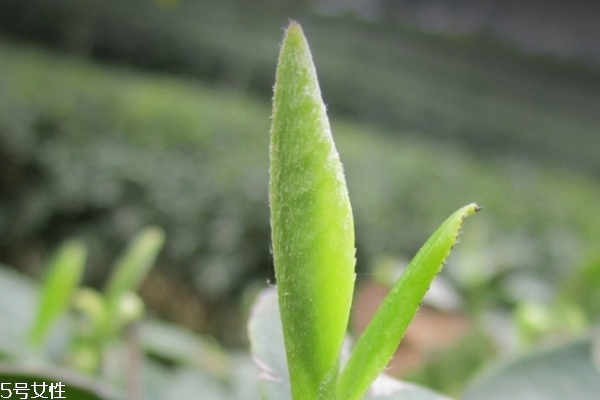 白茶多少度水泡 最好是100度 白茶多少度水泡 最好是100度