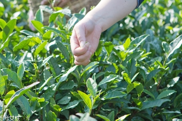 六安瓜片產(chǎn)自哪里 安徽六安市 六安瓜片產(chǎn)自哪里 安徽六安市