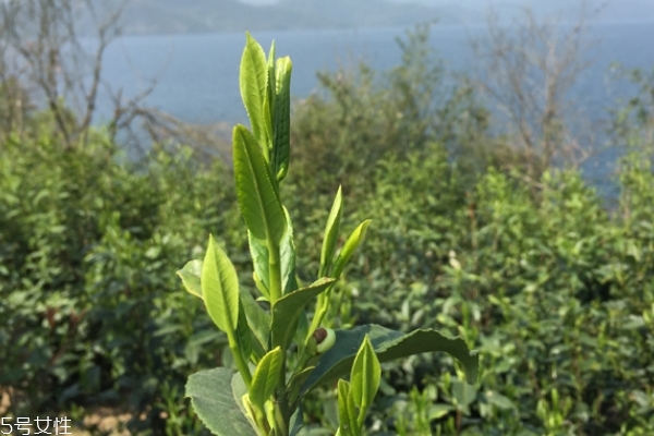 六安瓜片怎么泡 方法很簡單 六安瓜片怎么泡 方法很簡單