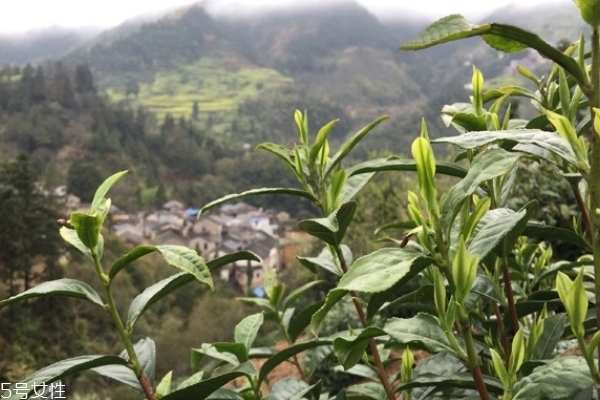 綠茶為什么苦 有幾個原因