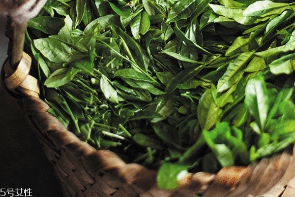 正山小種保質(zhì)期 這個(gè)必須要看 正山小種保質(zhì)期 這個(gè)必須要看