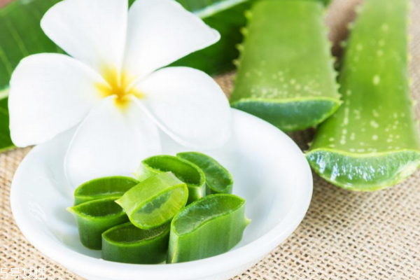 蘆薈都有哪些神奇的功效 蘆薈都有哪些神奇的功效