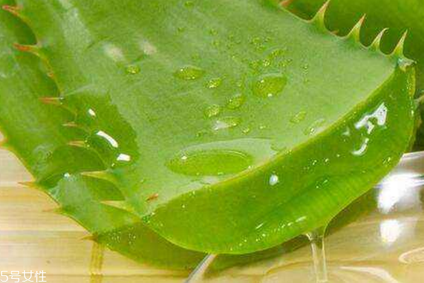 蘆薈都有哪些神奇的功效 蘆薈都有哪些神奇的功效