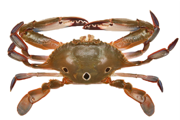 秋天吃什么螃蟹好 買對才能正確料理 秋天吃什么螃蟹好 買對才能正確料理