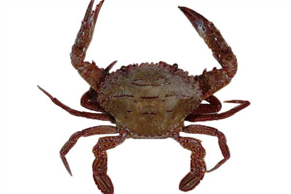 秋天吃什么螃蟹好 買對才能正確料理 秋天吃什么螃蟹好 買對才能正確料理