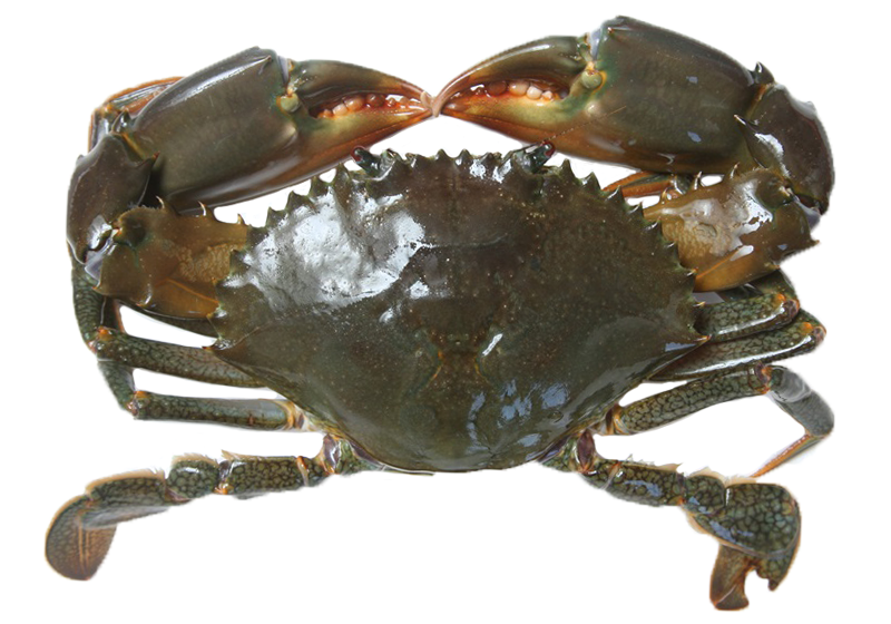 秋天吃什么螃蟹好 買對才能正確料理 秋天吃什么螃蟹好 買對才能正確料理