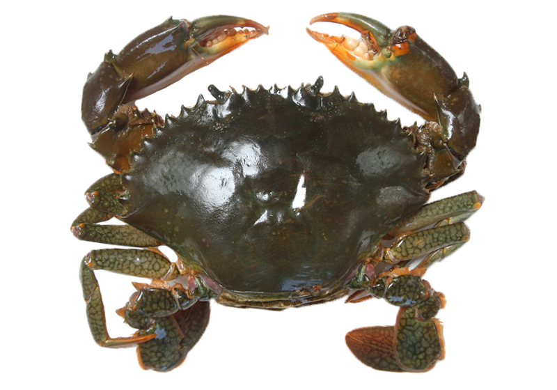 秋天吃什么螃蟹好 買對才能正確料理 秋天吃什么螃蟹好 買對才能正確料理