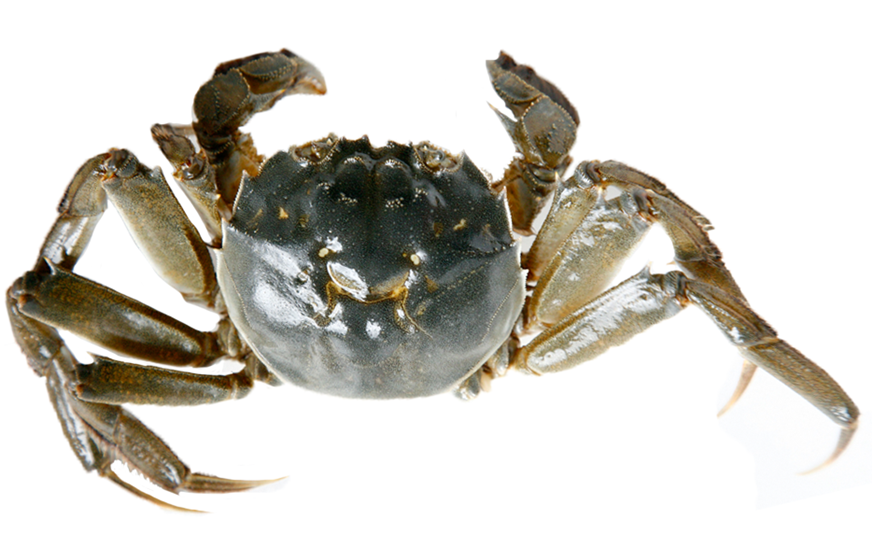 秋天吃什么螃蟹好 買對才能正確料理 秋天吃什么螃蟹好 買對才能正確料理