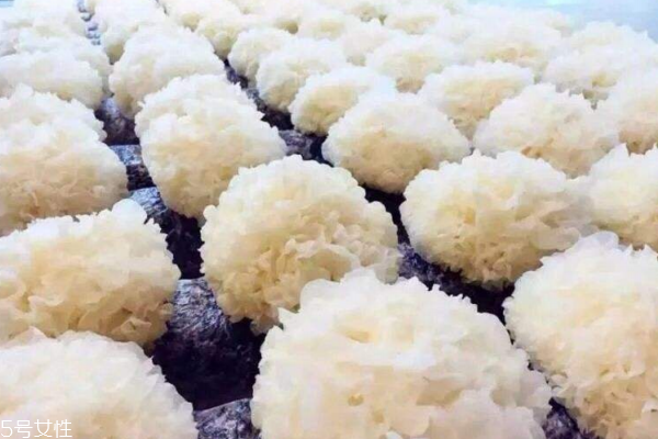 銀耳顏色白是怎么回事 太過完美必然有鬼 銀耳顏色白是怎么回事 太過完美必然有鬼