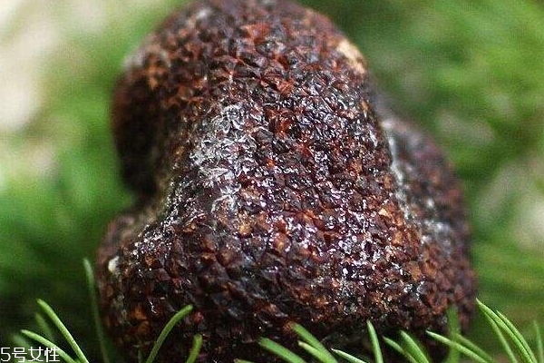 松露怎么吃 吃法有很多 松露怎么吃 吃法有很多