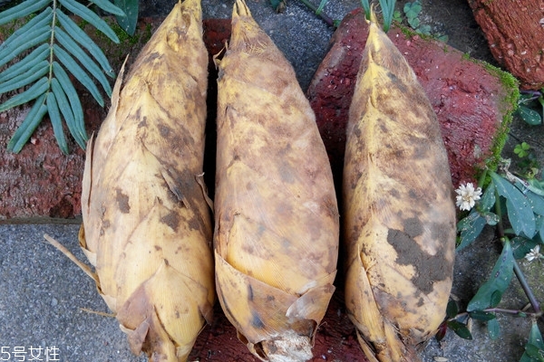 冬筍怎么處理 這樣處理才對(duì) 冬筍怎么處理 這樣處理才對(duì)