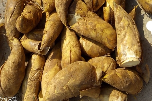 冬筍怎么儲存 三個方法教給你 冬筍怎么儲存 三個方法教給你
