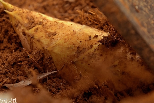 冬筍怎么儲存 三個方法教給你 冬筍怎么儲存 三個方法教給你