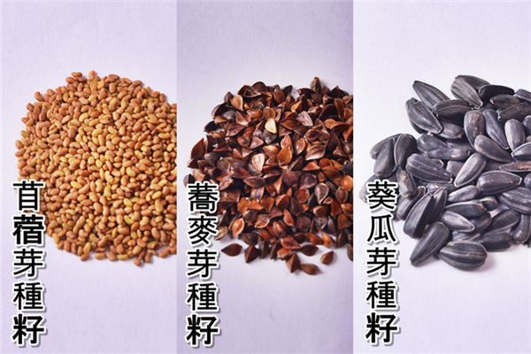 在家自制葵花籽芽方法步驟 在家自制葵花籽芽方法步驟