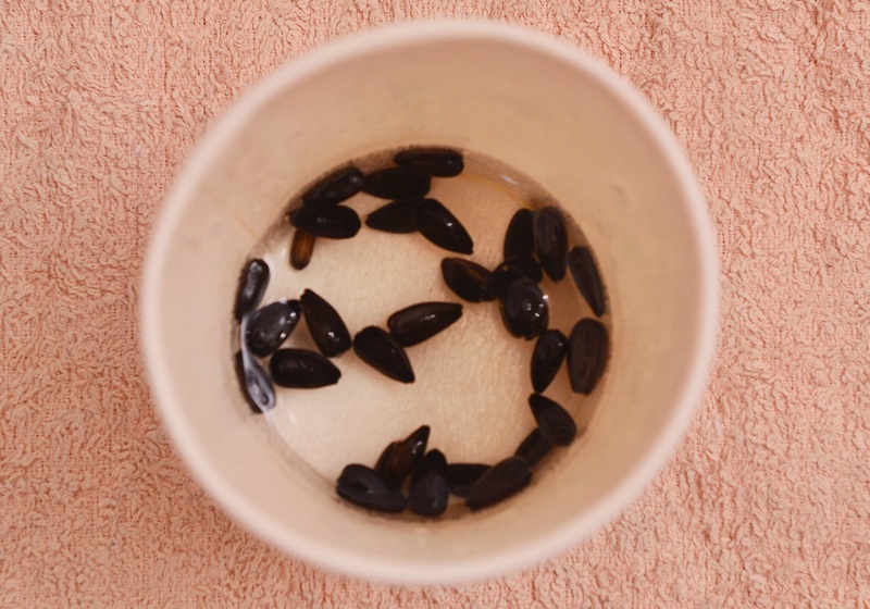 在家自制葵花籽芽方法步驟 在家自制葵花籽芽方法步驟