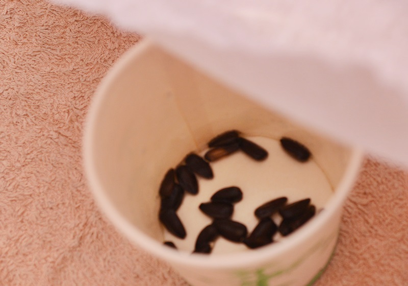 在家自制葵花籽芽方法步驟 在家自制葵花籽芽方法步驟